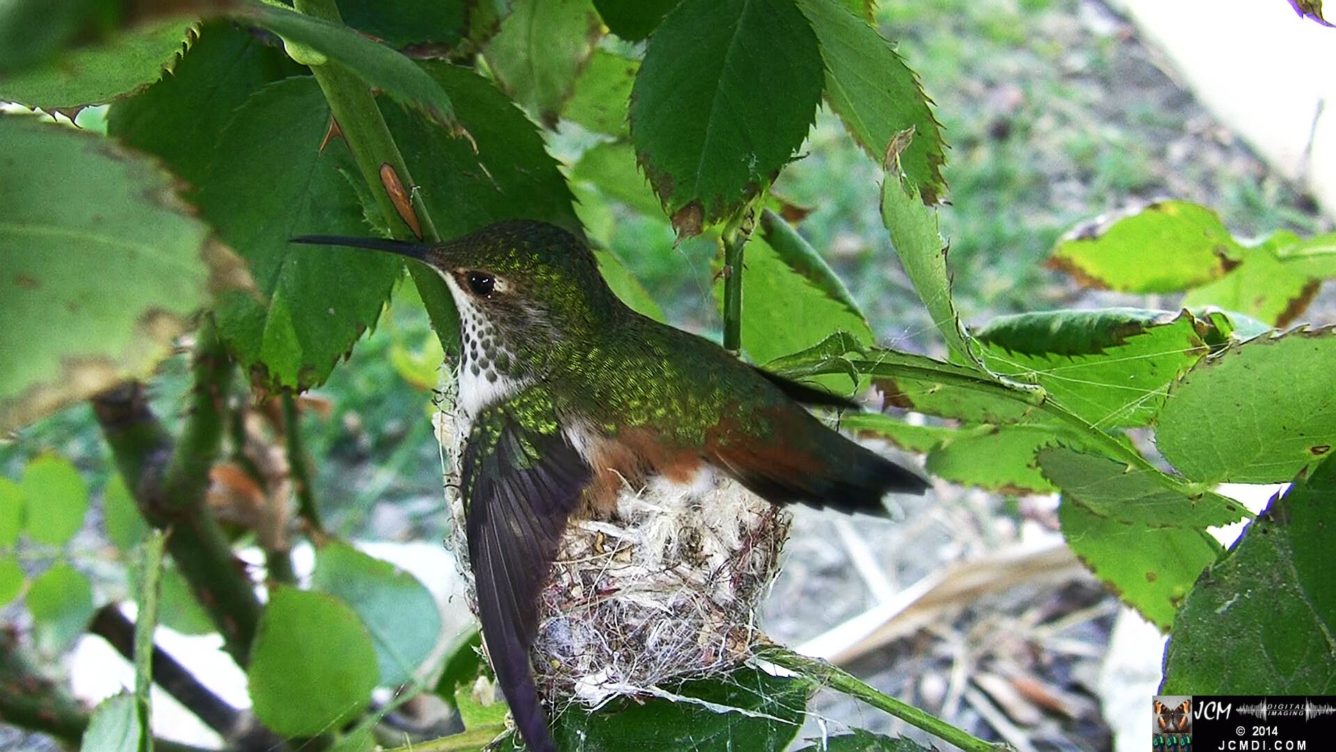 Allen's Hummingbird female in nest 